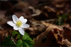 fruehjahr 2012 3116