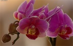Orchidee