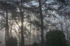 Morgennebel