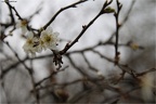 Frühling