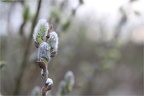 Frühling