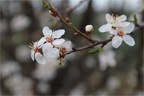 Frühling