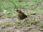 Spatz auf Waldwiese