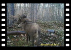 #Wildschweine #wild boars 06.03.2019