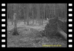 #Reh #deer #Wildcamera